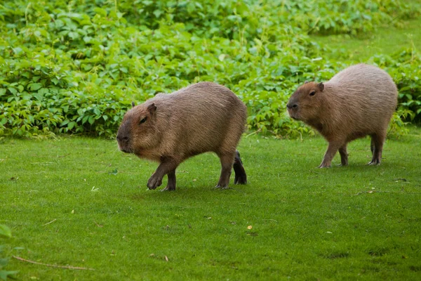 Dois capivaros vão a um prado verde. roedores gigantes sul-americanos — Fotografia de Stock