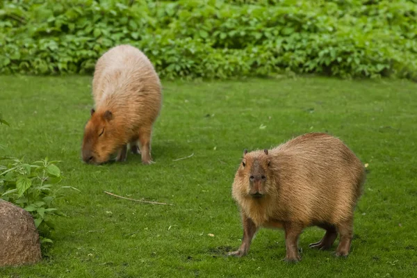 Due capibara vanno su un prato verde. roditori sudamericani giganti — Foto Stock