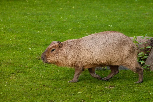 Grube capybary idą na zieloną łąkę, trawę. Gigantyczna Ameryka Południowa — Zdjęcie stockowe