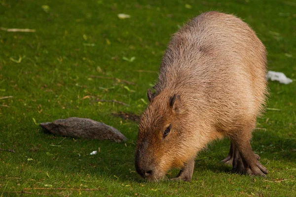 Capibara spessi vanno su un prato verde, erba. gigante sud america — Foto Stock