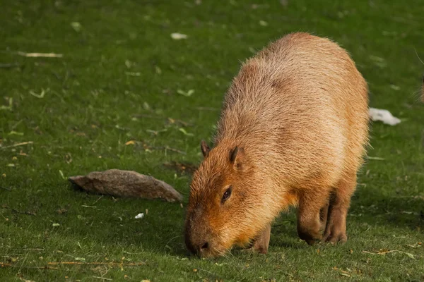 Tjocka capybaras går på en grön äng, gräs. jätte Sydamerika — Stockfoto