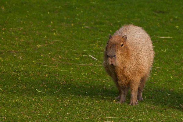 En capybara på en grön gräsmatta av grönt gräs, en stor latinamerikansk — Stockfoto