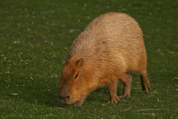 Yeşil çimlerin üzerinde bir capybara, büyük bir Latin Americ. — Stok fotoğraf
