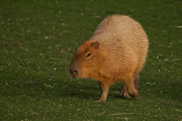 Uma capivara em um gramado verde de grama verde, um grande latino-americano — Fotografia de Stock