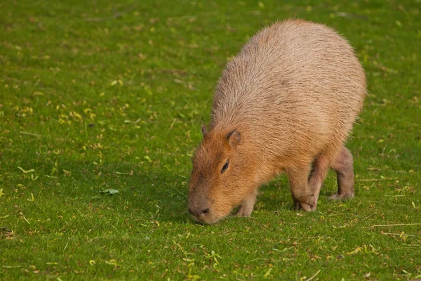 Yeşil çimlerin üzerinde bir capybara, büyük bir Latin Americ. — Stok fotoğraf