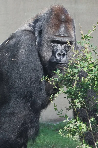 Egy nagy gorilla hím egy zöld bokor mellett., — Stock Fotó