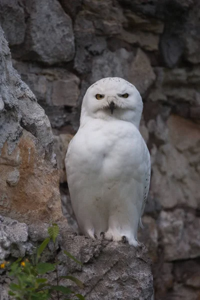 Mysterious polar owl on the background of a stone background, a — Stock Photo, Image