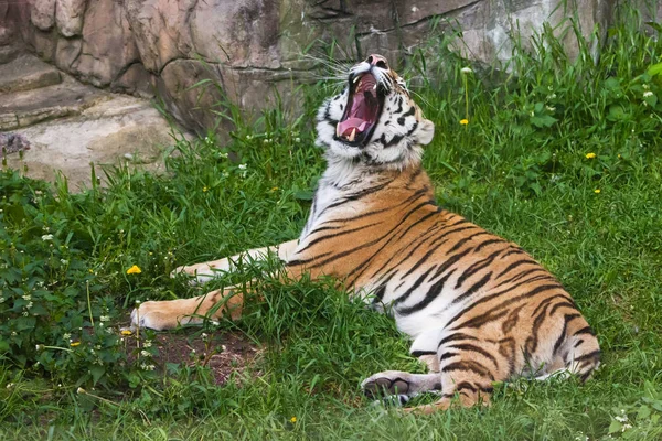 Der Tiger (liegt auf grünem Gras und knurrt, öffnet einen breiten Zahn — Stockfoto