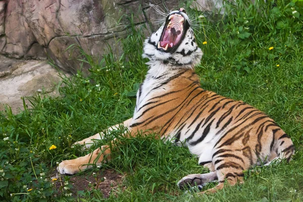 The tiger ( lies on green grass and growls, opening a wide tooth — Stock Photo, Image