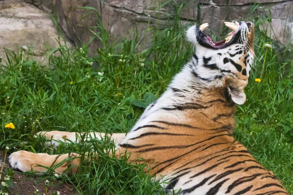 Tiger auf dem grünen Gras und knurrt und offenbart eine breite Zähne ma — Stockfoto