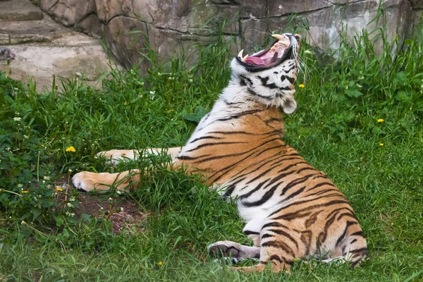 Der Tiger liegt auf grünem Gras und knurrt und öffnet eine breite Zahnlücke — Stockfoto