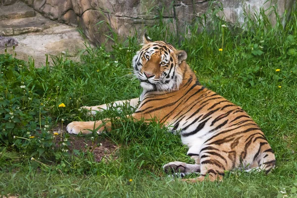 Tigre está tumbado en la hierba verde. gato depredador grande . — Foto de Stock