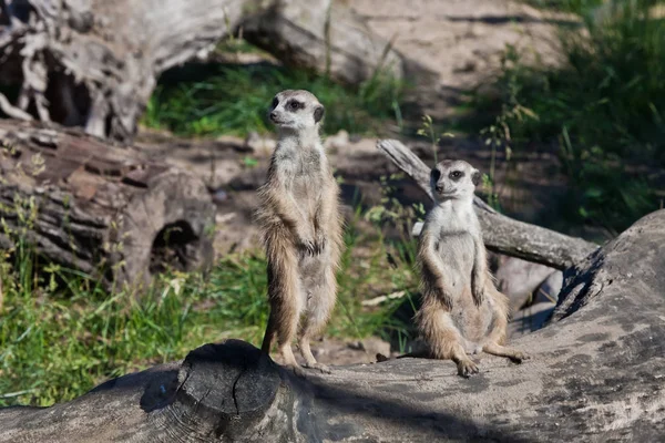 Dois meerkats estão de olho em ti. Carnes de animais africanos (Timão ) — Fotografia de Stock
