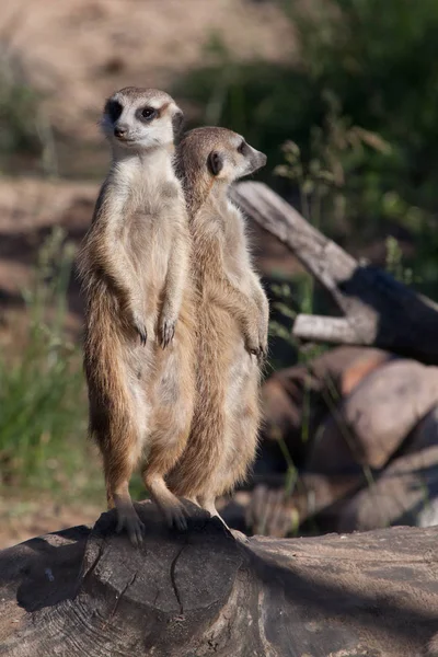 Twee vrienden achter elkaar. Afrikaanse dieren stokstaartjes (Timon) look — Stockfoto