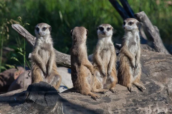 Veel stokstaartjes vergaderden. Afrikaanse dieren stokstaartjes (Tim — Stockfoto