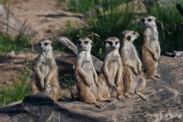 Veel stokstaartjes vergaderden. Afrikaanse dieren stokstaartjes (Tim — Stockfoto