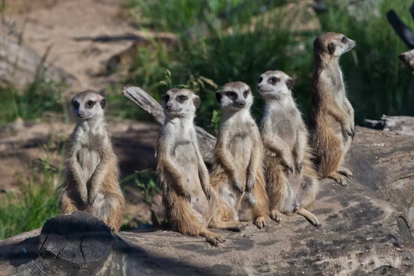 Veel stokstaartjes vergaderden. Afrikaanse dieren stokstaartjes (Tim — Stockfoto