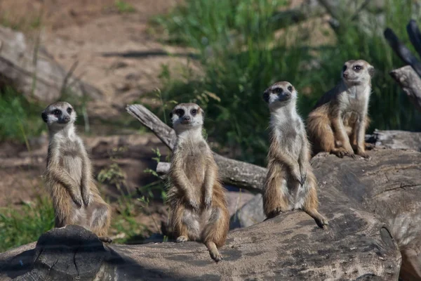 Muitos meerkats reuniram uma reunião. Animais africanos meerkats (Tim — Fotografia de Stock