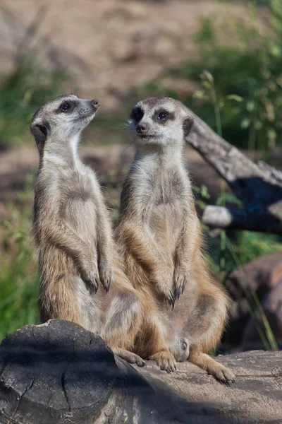 Dois meerkats sentam-se e conversam. Animais africanos meerkats (Timon) loo — Fotografia de Stock