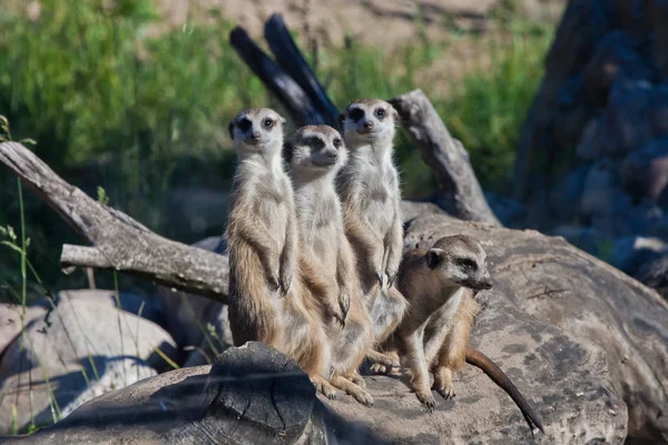 Afrikaanse dieren stokstaartjes (Timon) kijken aandachtig en nieuwsgierig — Stockfoto