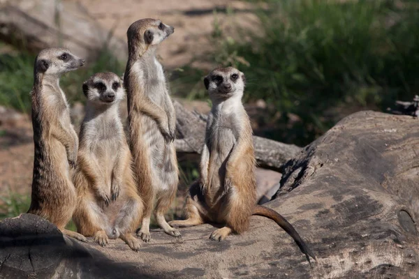 Afrikaanse dieren stokstaartjes (Timon) kijken aandachtig en nieuwsgierig — Stockfoto