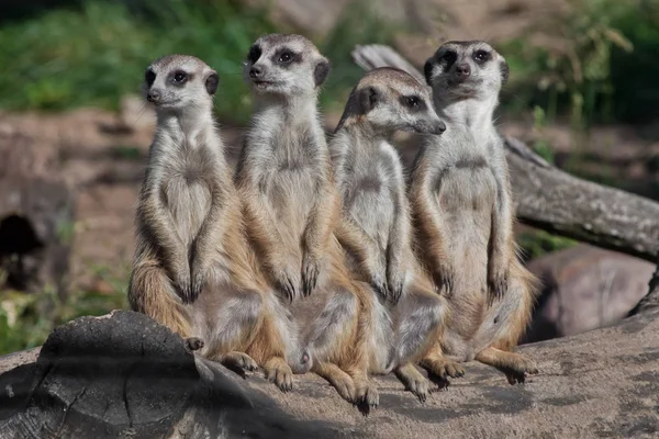 Een sterk bedrijf, de groep vormt een systeem. Afrikaanse dieren meer — Stockfoto