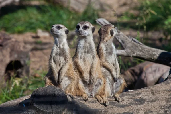 Een sterk bedrijf, de groep vormt een systeem. Afrikaanse dieren meer — Stockfoto