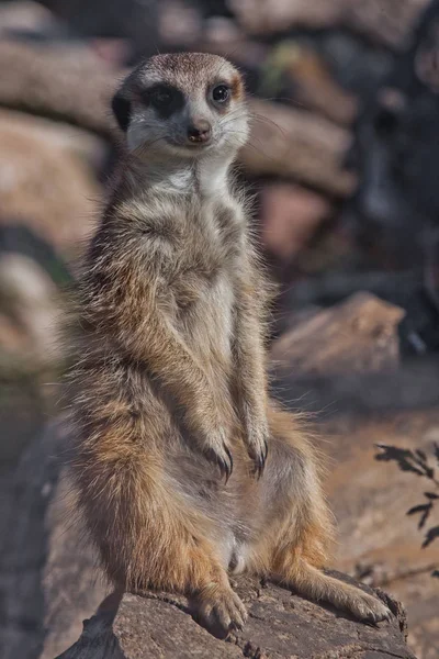 Um bom meerkat. Animais africanos meerkats (Timon) olhar atten — Fotografia de Stock