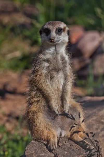 Pěkná meerkat. Afričtí živočichové meerkaty (Timon) podívejte se na — Stock fotografie