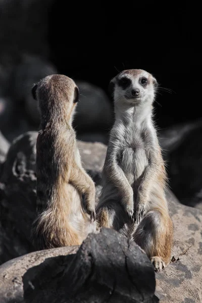 Vedere față și spate, față și spate a capului. Două meerkat frumos — Fotografie, imagine de stoc