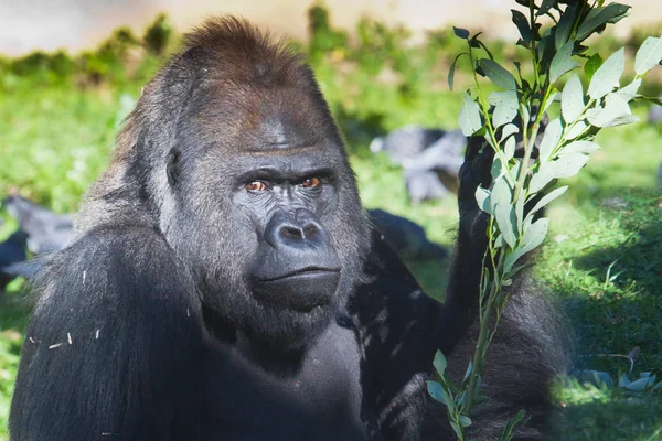 Tvář mocné mužské gorily ozářené sluncem - vážný lo — Stock fotografie