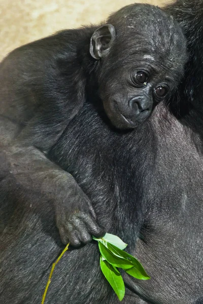 Érintés csecsemő baba gorilla közelkép, védtelen antropoid — Stock Fotó