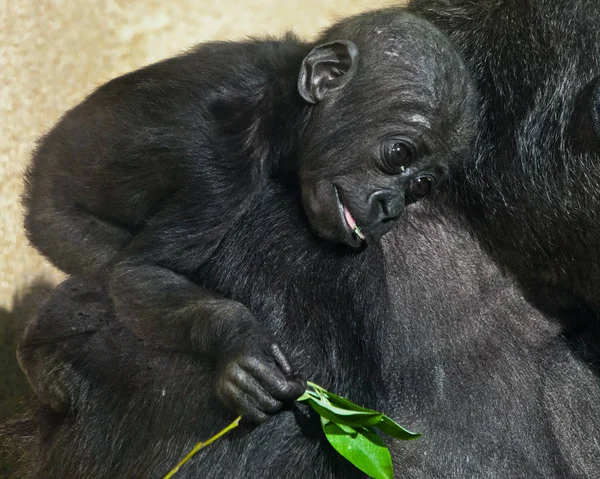 Érintés csecsemő baba gorilla közelkép, védtelen antropoid — Stock Fotó