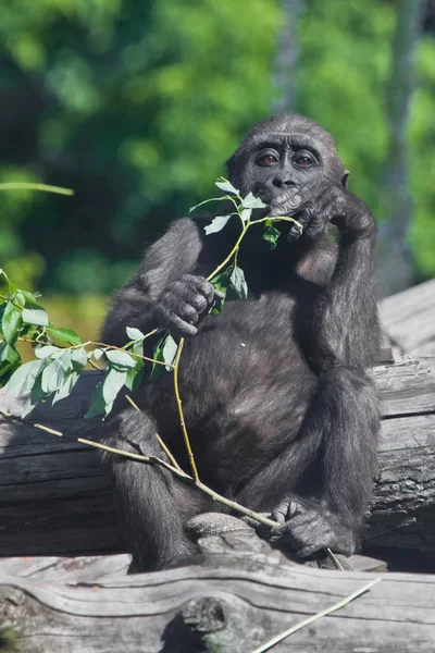 Gorila adolescente se sienta en un árbol y tiene hojas, un pensamiento triste y — Foto de Stock