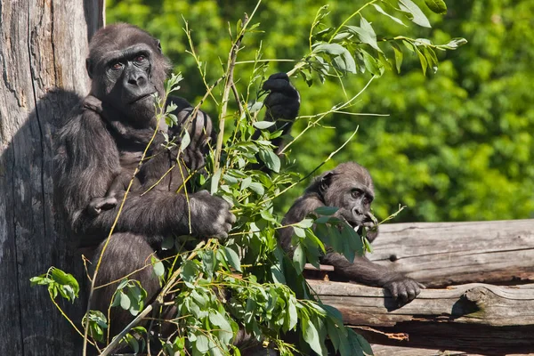 Gorilla egy kis baba és egy tini majom gorilla ül egy tre — Stock Fotó