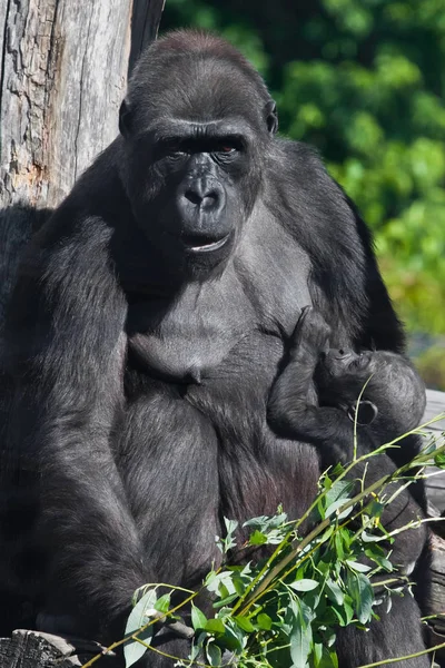 Madre gorila con un bebé pequeño que chupa los pechos de la madre — Foto de Stock