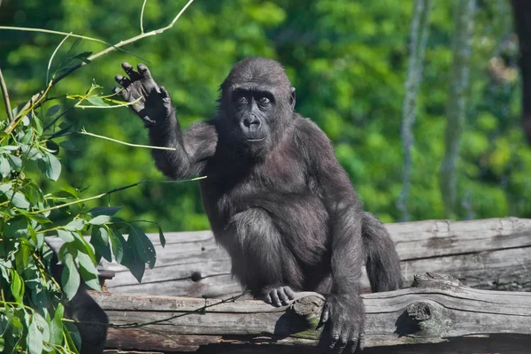 Подростковая горилла сидит на дереве и листья, грустный задумчивый — стоковое фото