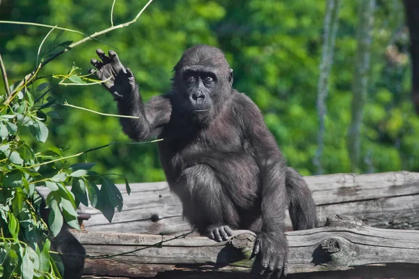 Teenaged gorilla sits on a tree and has leaves, a sad pensive an — Stock Photo, Image