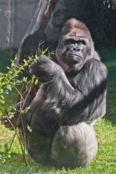Poderoso gorila macho con una cara severa descontenta se sienta en el — Foto de Stock