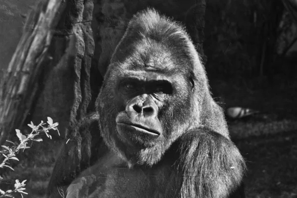 Powerful male gorilla with a  stern face, close-up portrait