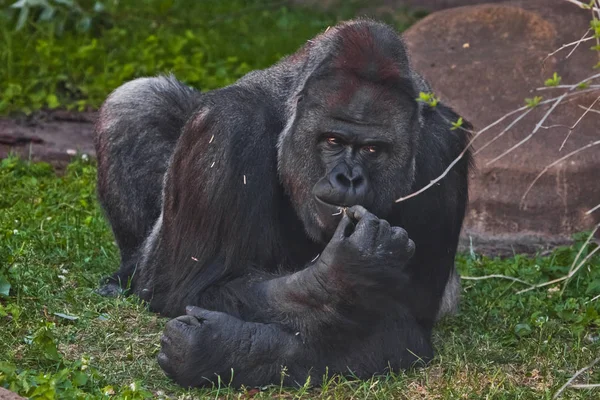 Могущественный мужчина горилла с вдумчивым, строгим лицом лежит на — стоковое фото