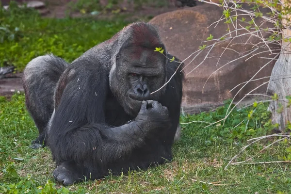 Kräftige männliche Gorilla mit einem nachdenklichen, strengen Gesicht liegt auf der — Stockfoto