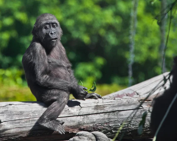 Lindo pero triste adolescente bebé gorila se sienta en un árbol con un triste fac — Foto de Stock