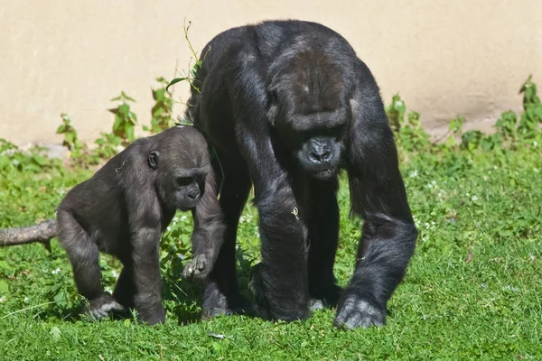 Rodzina goryli (wiele goryli) jest matką z dzieckiem, elde — Zdjęcie stockowe