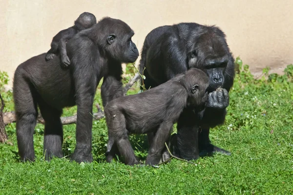 Familj av gorillor (många gorillor) är en mor med ett barn, elde — Stockfoto