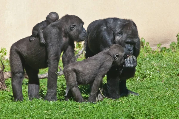 Család gorillák (sok gorilla) egy anya egy baba, elde — Stock Fotó