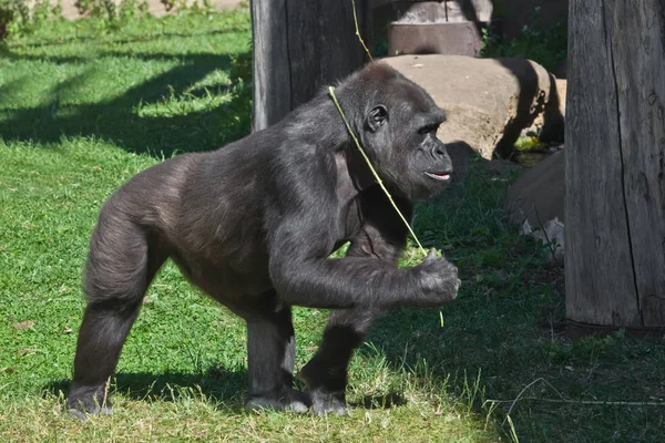 Egy okos gorilla játszik egy ággal a zöld füvön, ember. — Stock Fotó