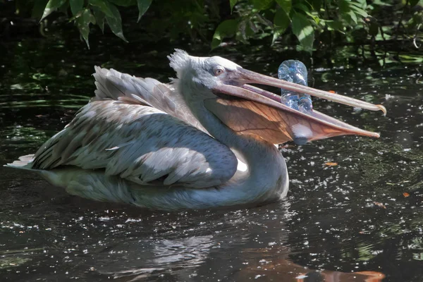 Пластиковая бутылка во рту птицы-пеликана (проблема вата) — стоковое фото