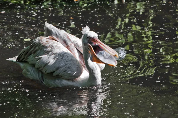 En plastflaska i munnen på en pelikan fågel (problem med svett — Stockfoto