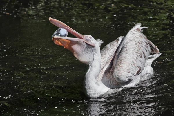 Bir pelikan kuşunun ağzında plastik bir şişe (wat problemi)